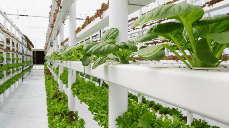 野菜が縦積みで並んでいる垂直農業の画像